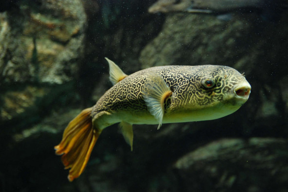 014_tetraodon_mbu.jpg