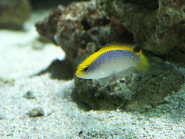 015_-_pseudochromis_flavivertex.jpg