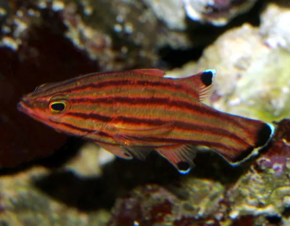 015_liopropoma_rubre.jpg