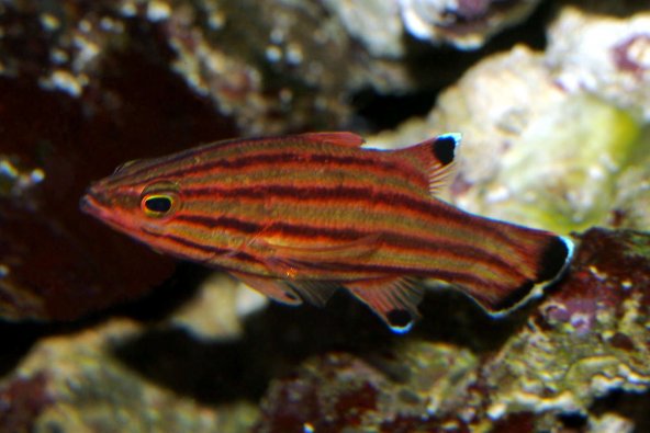 015_liopropoma_rubre.jpg