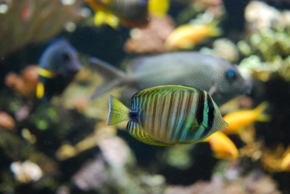 015_zebrasoma_desjardinii.jpg