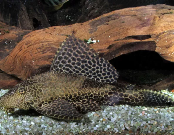 016_pterygoplichthys_gibbiceps_photo_ff.jpg