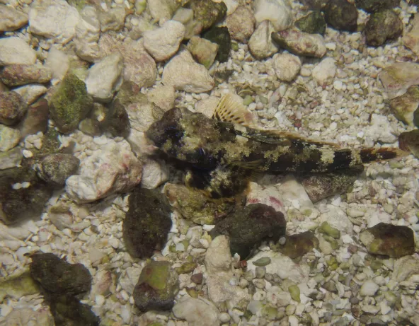 018_synchiropus_ocellatus.jpg
