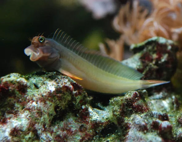 019_ophioblennius_atlanticus.jpg