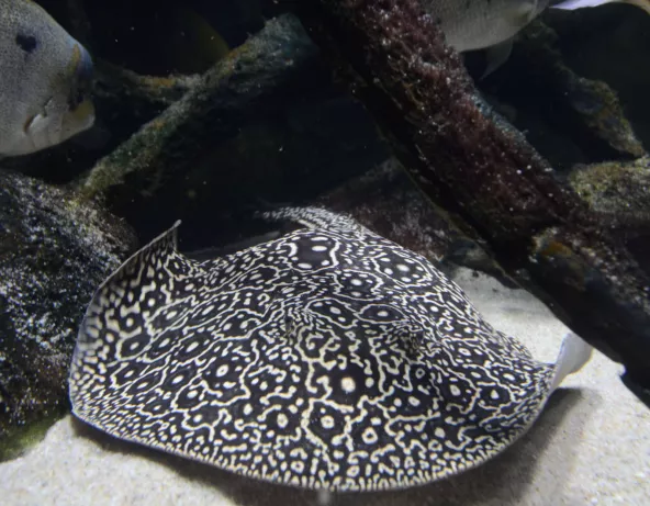 019_potamotrygon_jabuti.jpg