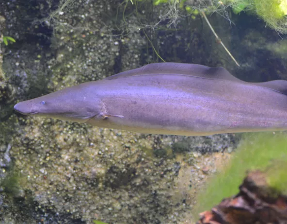 01_gymnarchus_niloticus.jpg