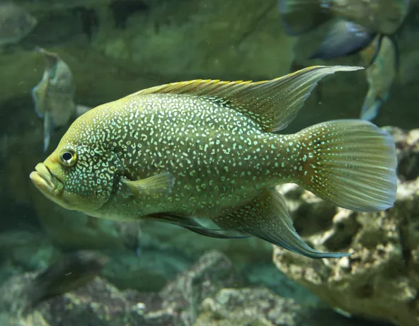 01_paratilapia_polleni.jpg