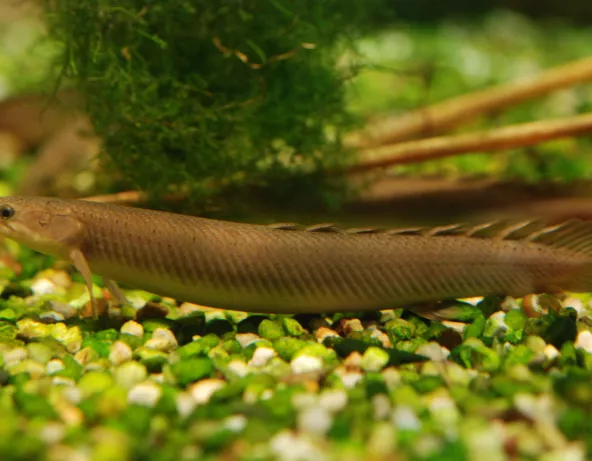 01_polypterus_senegalus.jpg