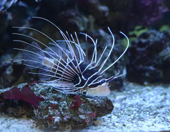 01_pterois_radiata.jpg