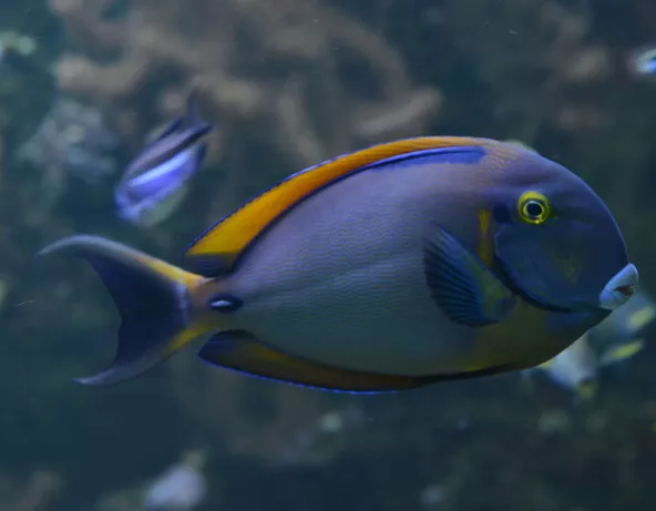 021_-_acanthurus_bariene.jpg