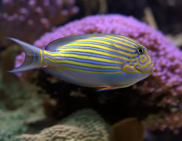 023_-_acanthurus_lineatus.jpg
