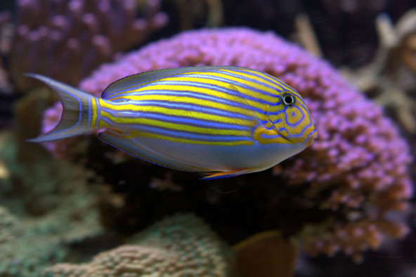 023_-_acanthurus_lineatus.jpg