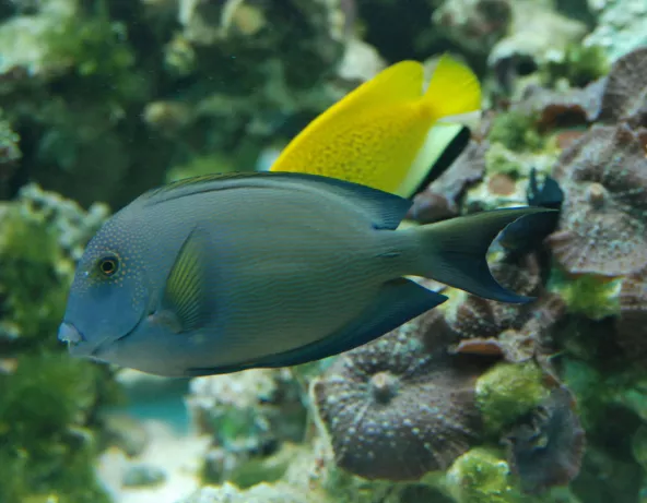 025_-_ctenochaetus_striatus.jpg