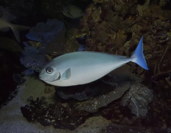 026_naso_hexacanthus.jpg