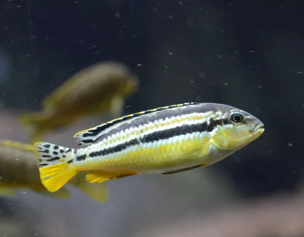028_melanochromis_auratus.jpg
