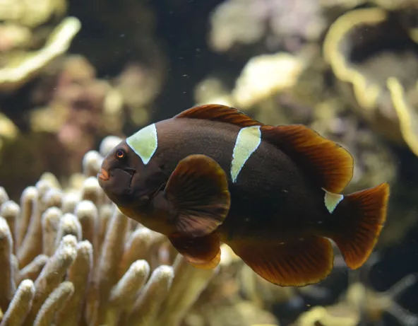 029_-_premnas_biaculeatus.jpg