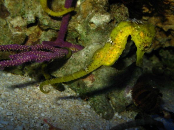 02_hippocampus_erectus.jpg