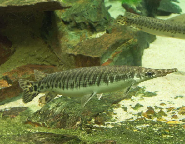 02_lepisosteus_oculatus.jpg