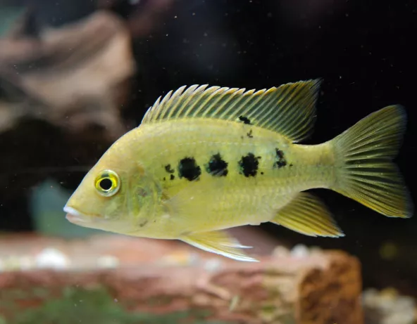 02_ptychochromis_grandidieri.jpg