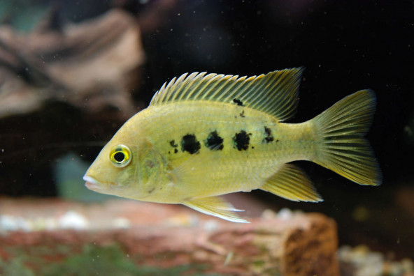 02_ptychochromis_grandidieri.jpg