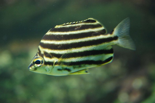 034_-_microcanthus_strigatus.jpg