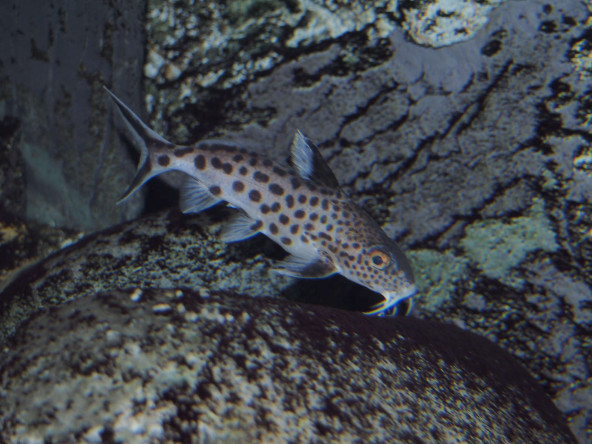 038_synodontis_multipunctatus.jpg