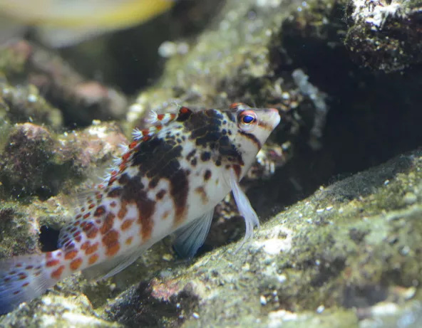 03_cirrhitichthys_falco.jpg