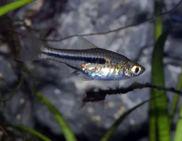 03_trigonostigma_somphongsi.jpg