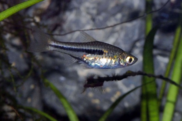 03_trigonostigma_somphongsi.jpg