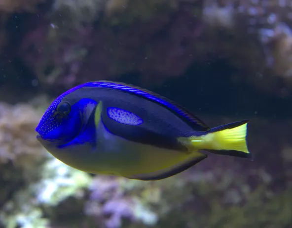 040_-_paracanthurus_hepatus.jpg