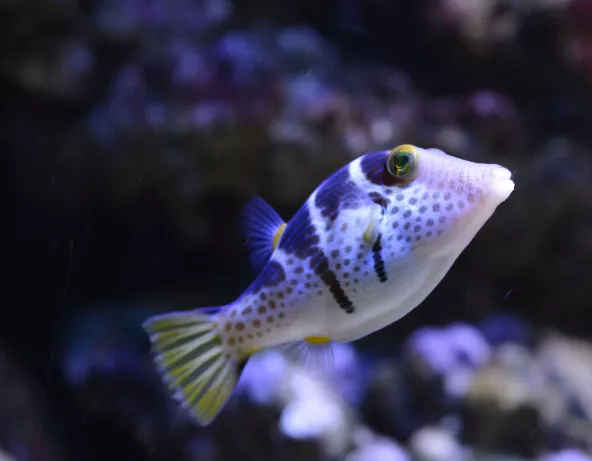 042_-_canthigaster_valentini.jpg