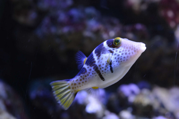 042_-_canthigaster_valentini.jpg