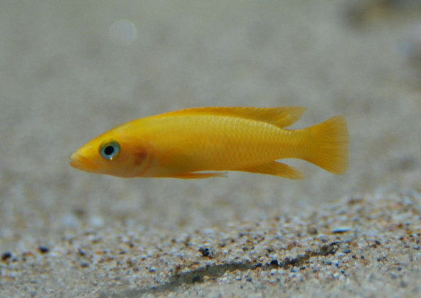 042_neolamprologus_leleupi.jpg