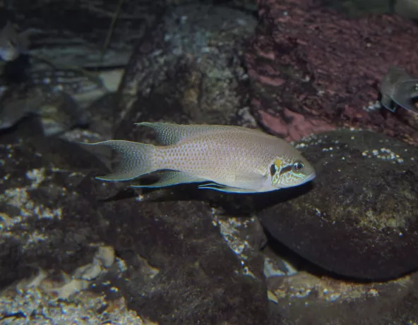 043_neolamprologus_brichardi.jpg