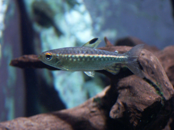 045_arnoldichthys_spilopterus.jpg