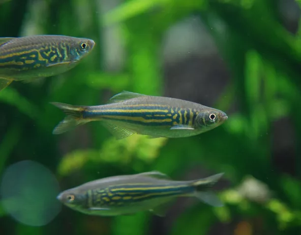 04_devario_malabaricus.jpg