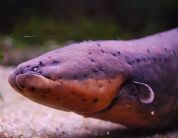 04_electrophorus_electricus.jpg