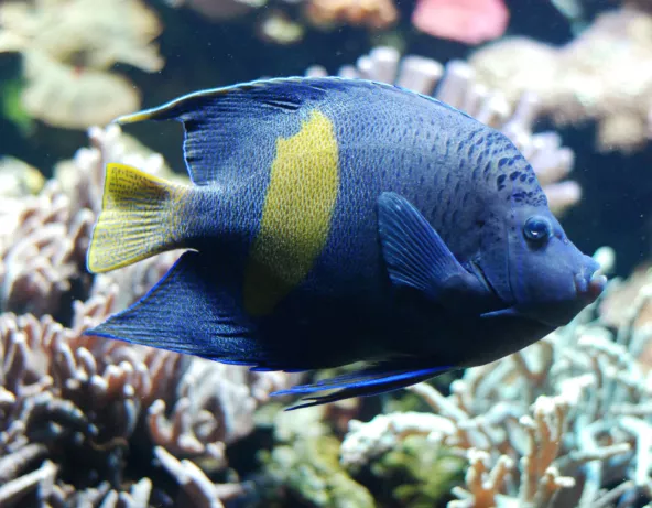 050_-_pomacanthus_maculosus.jpg