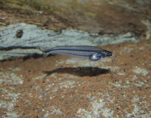 051_parailia_pellucida.jpg