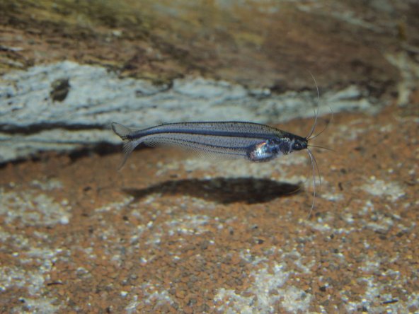051_parailia_pellucida.jpg