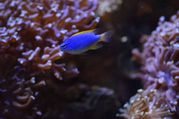 056_-_chrysiptera_taupou.jpg