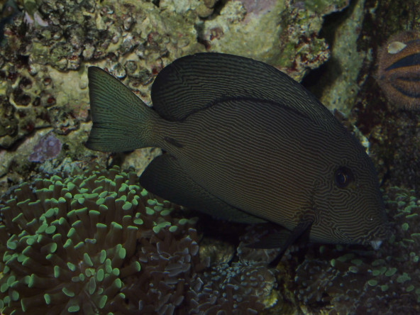 057_ctenochaetus_hawaiiensis_adulte.jpg