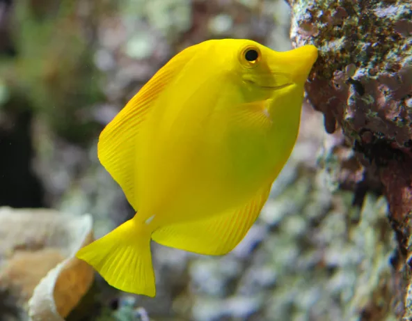 058_-_zebrasoma_flavescens.jpg