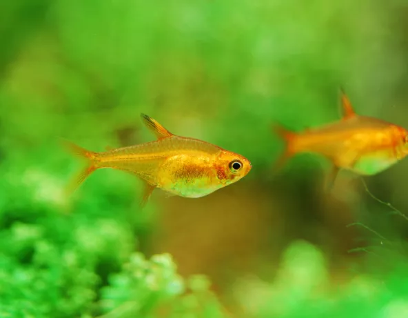 05_hyphessobrycon_amandae.jpg