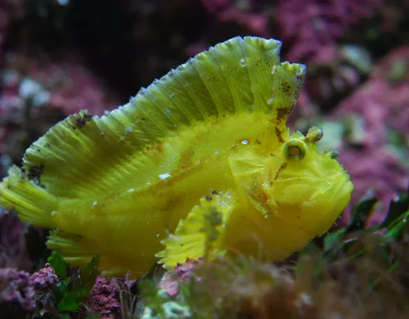 05_taenianotus_triacanthus.jpg