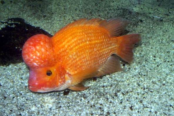 06_amphilophus_citrinellus.jpg