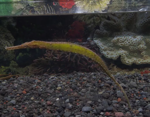 06_syngnatoides_biaculeatus.jpg