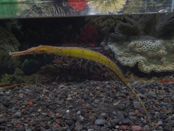 06_syngnatoides_biaculeatus.jpg