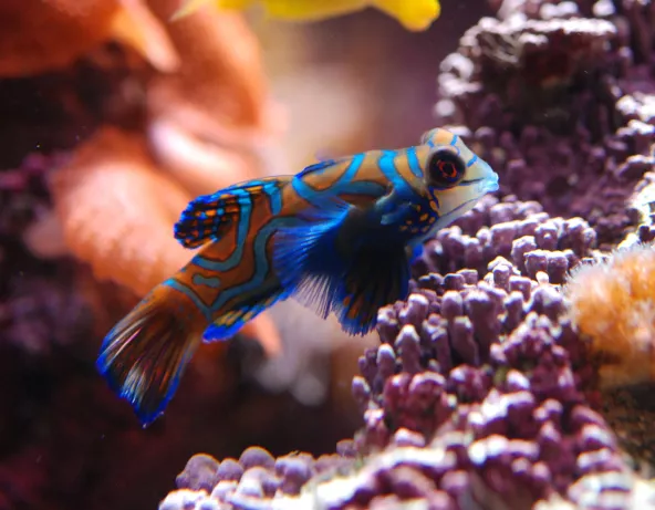 071_-_synchiropus_splendidus - mandarin