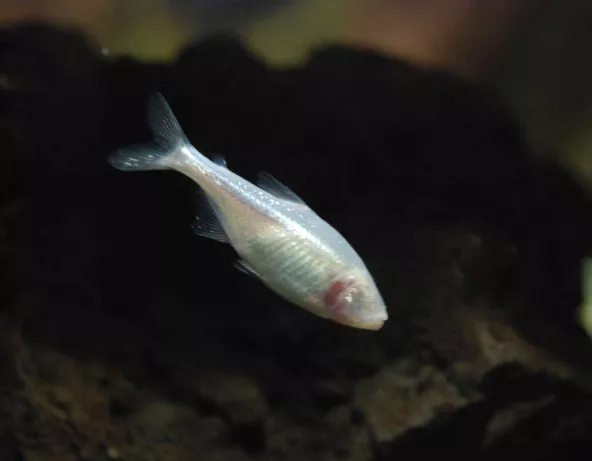 06_astyanax_mexicanus.jpg